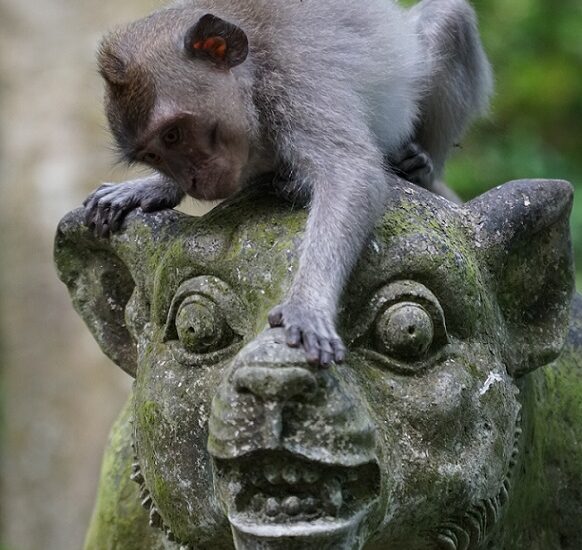 bali-majomerdő-indonézia-1