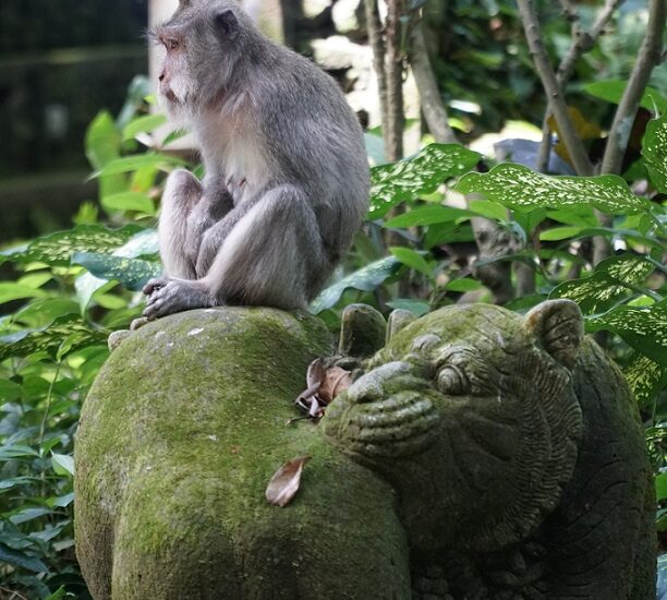 bali-majomerdő-indonézia-3