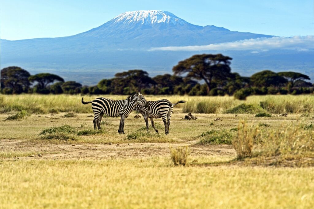 African,Zebras,In,Amboseli,National,Park,.,Kenya