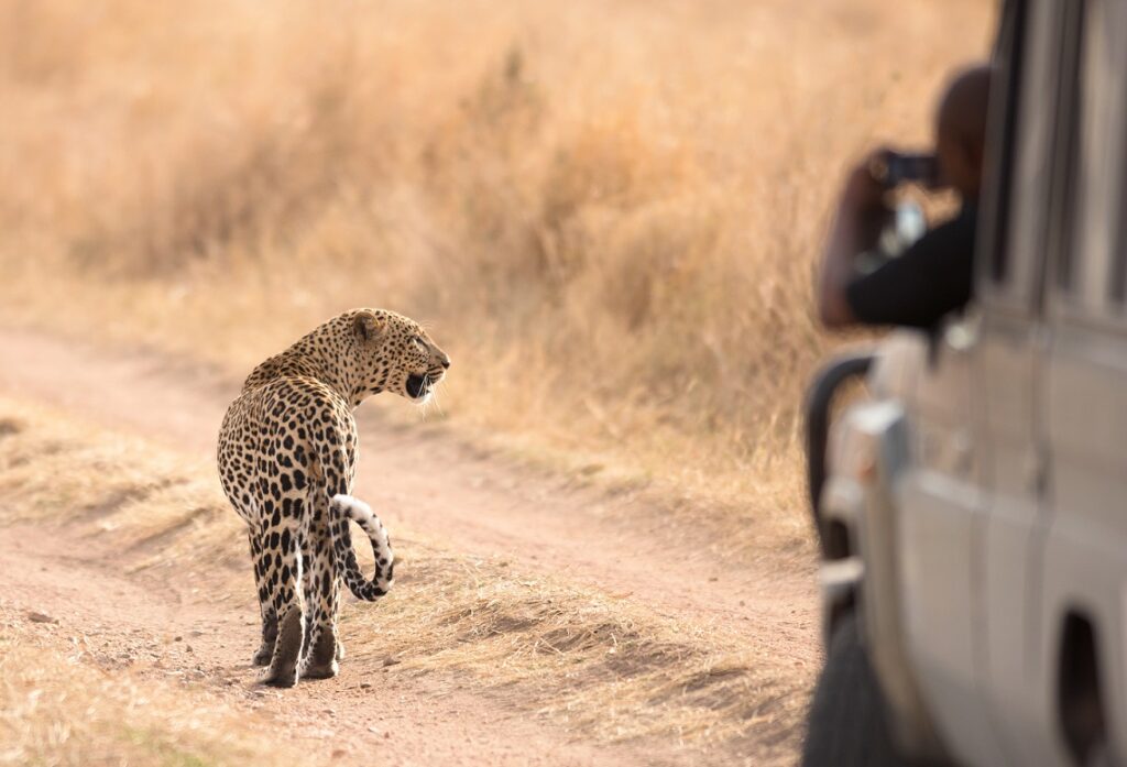 The,African,Leopard,(panthera,Pardus),In,Serengeti,National,Park,,Tanzania