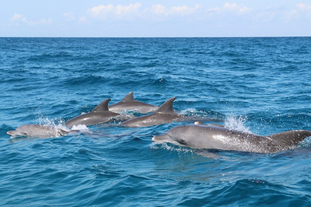 Group,Of,Wild,Dolphins,Swimming,Together,Near,Kizimkazi,Village,,Zanzibar