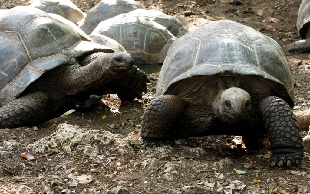 Tortoises,At,Prison,Island,Or,Changu,Island,In,Zanzibar,,Tanzania.