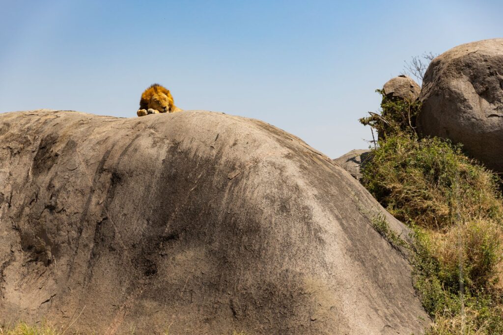 tanzania_serengeti_nemzeti_park_csoportos_kalandutazas_1