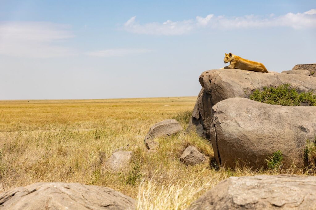 tanzania_serengeti_nemzeti_park_csoportos_kalandutazas_2