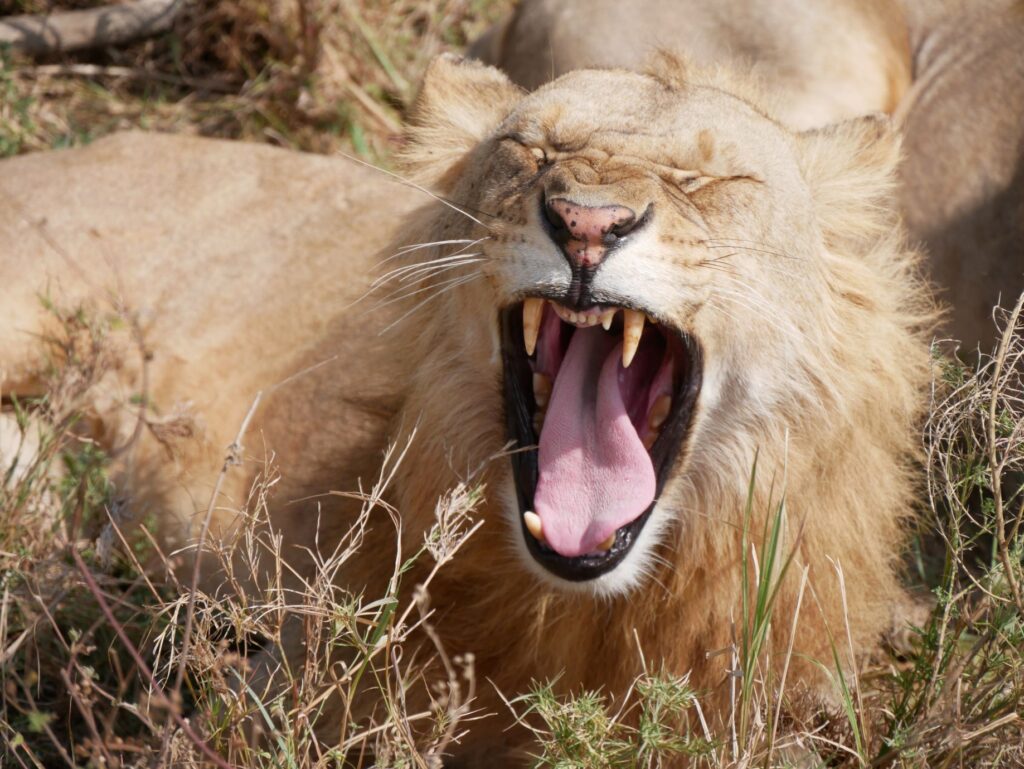 tanzania_serengeti_nemzeti_park_csoportos_kalandutazas_4