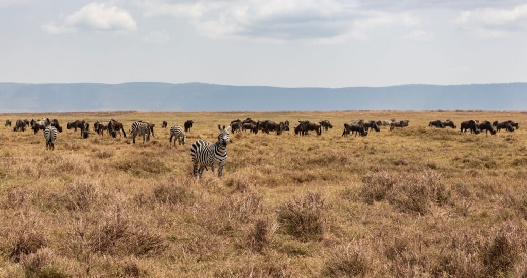 tanzania_szafari_serengeti_kalandutazas_1