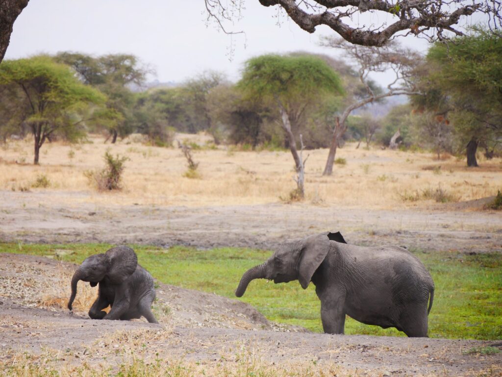 tanzania_tarangire_csoportosut_3