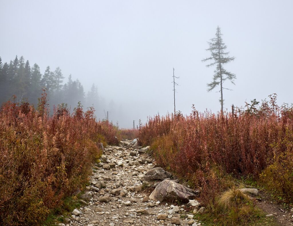 Foggy,Tourist,Path,With,Stones.,Hiking,Trail,In,The,High