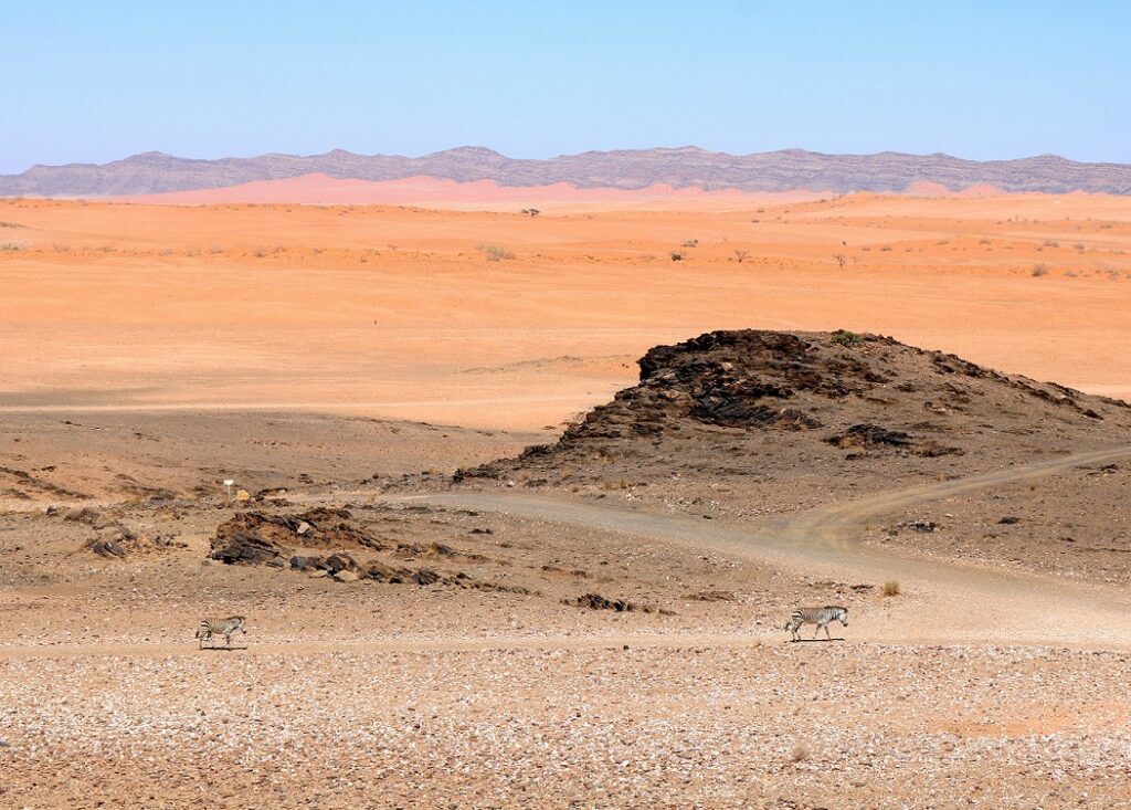 Two,Lone,Zebras,Walking,In,The,Namib,Desert