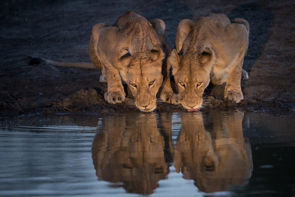 A,Horizontal,,Spot,Lit,Colour,Image,Of,Two,Lionesses,,Panthera