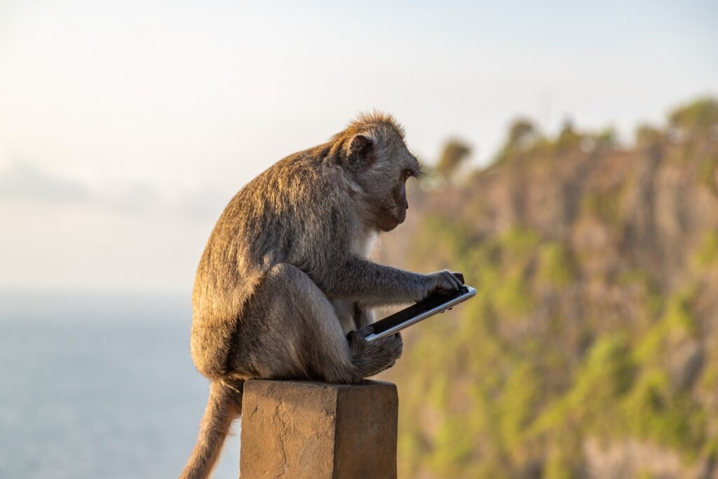 Monkey,Thief,Sitting,With,Stolen,Mobile,Phone,At,Sunset,Near