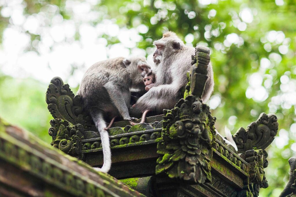 Monkey,Forest,Bali