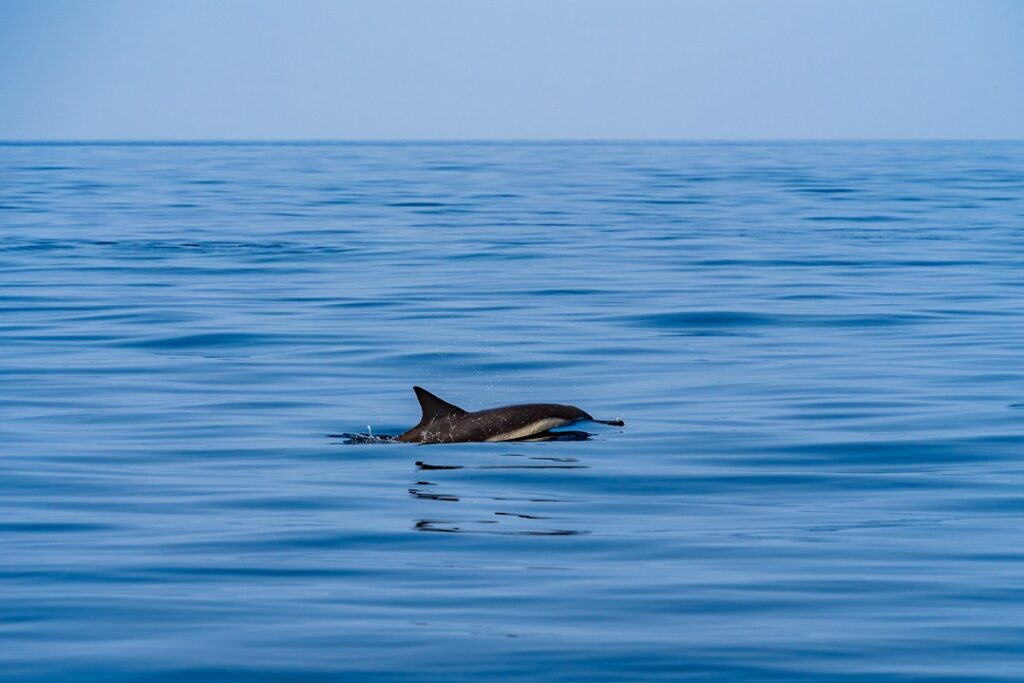 Omán_tenger_delfinles_kalandutazás_3