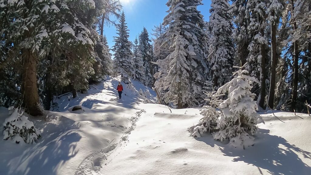 Front,View,Of,Woman,Snow,Shoe,Hiking,Through,Fir,Tree
