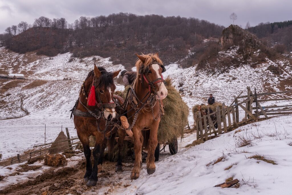 Charming,Authentic,Scene.,Winter,Cloudy,Day.,Two,Strong,Workhorses,In