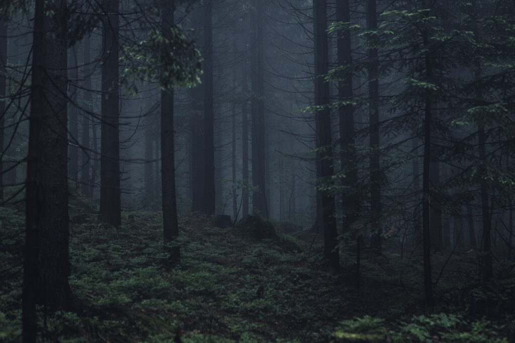 Dark,Forest,With,Fog.,Taken,In,Beskidy,Mountain,,Poland.