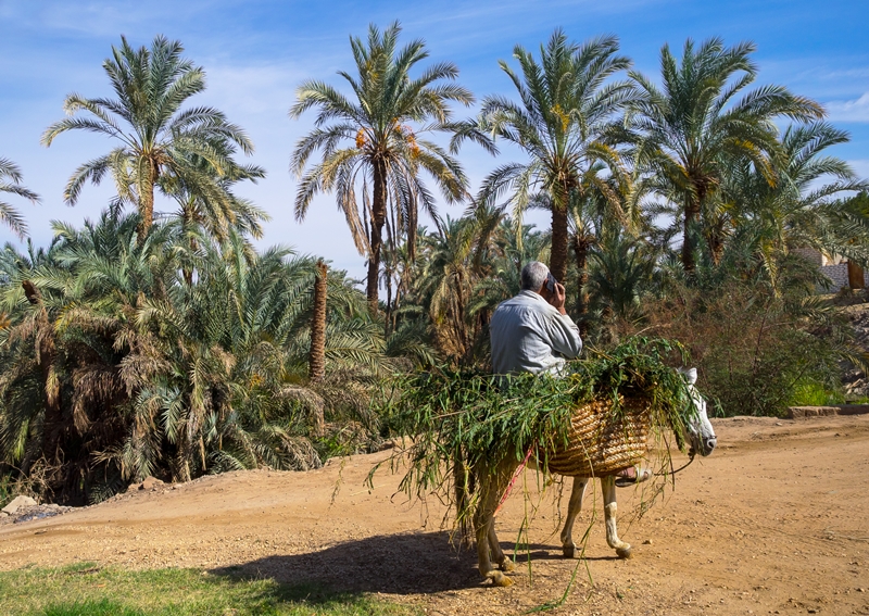 Countryside,Of,Traditional,African,Village,At,Oasis,Bahariya,Today.,Rural
