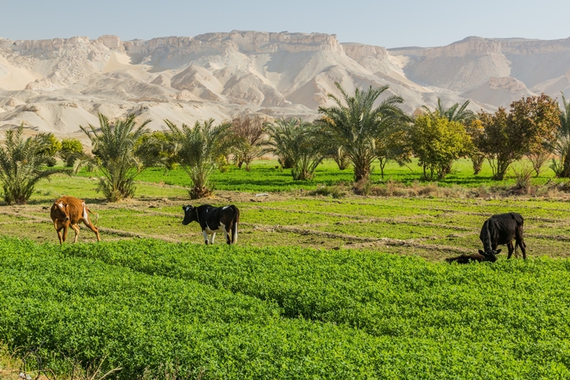 Cows,In,Dakhla,Oasis,,Egypt