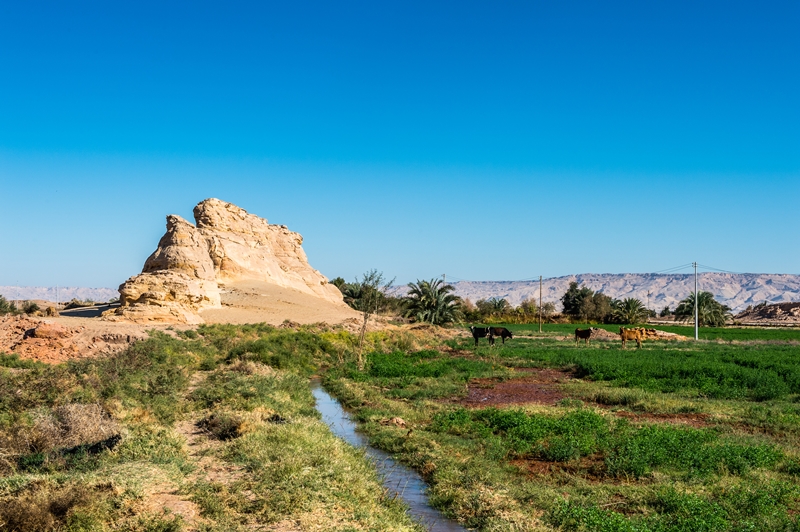 Nature,In,The,Dakhla,Oasis,,Western,Desert,,Egypt