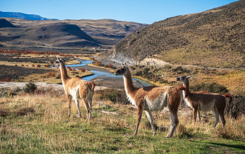 Wild,And,Beautiful,Guanaco,With,The,Mountains,On,The,Background