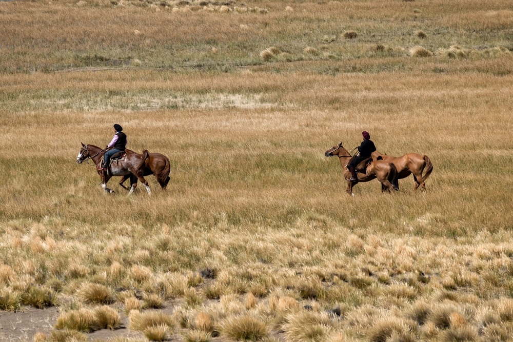Argentine,Cowboy,(gaucho),Walks,His,Horse,Past,Camera,,In,Patagonia.