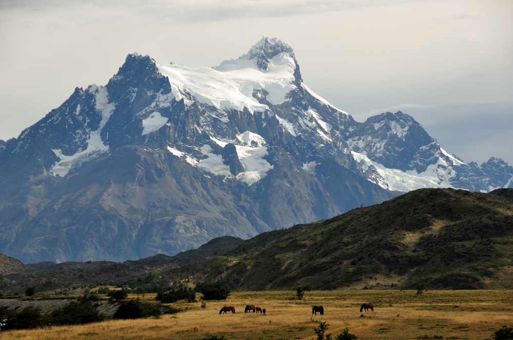 Horses,In,Front,Of,Cerro,Paine,Grande,,Torres,Del,Paine