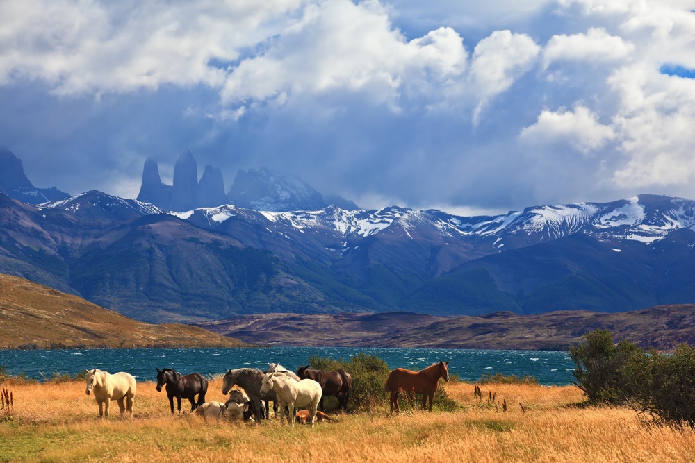 South,American,Andes.,Park,Torres,Del,Paine,In,Chile.,The
