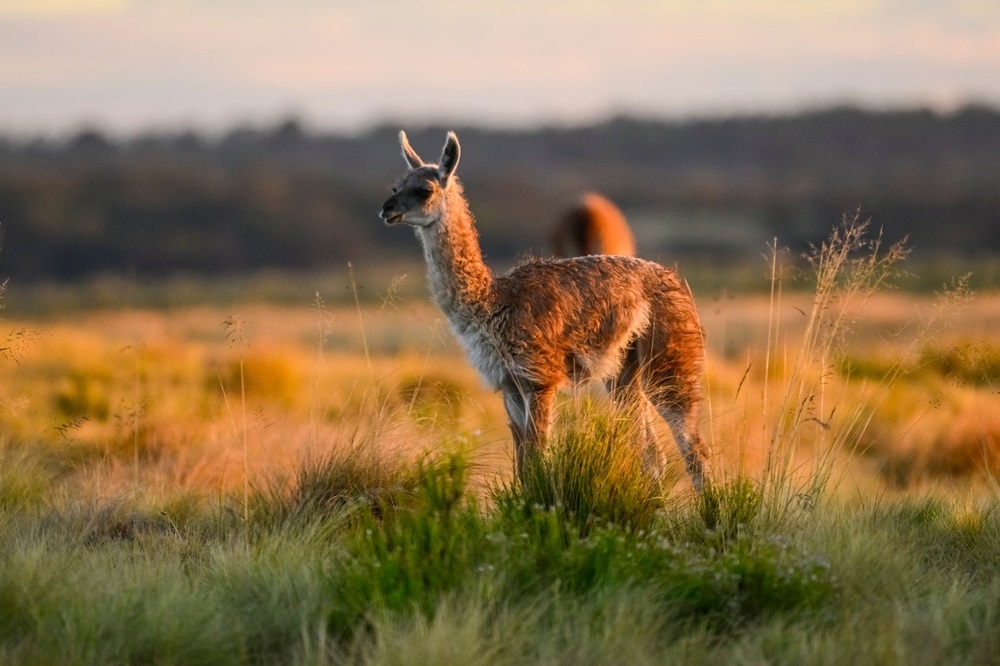Guanaco,Baby,In,Pampas,Grass,Environment,,La,Pampa,,Patagonia,,Argentina.