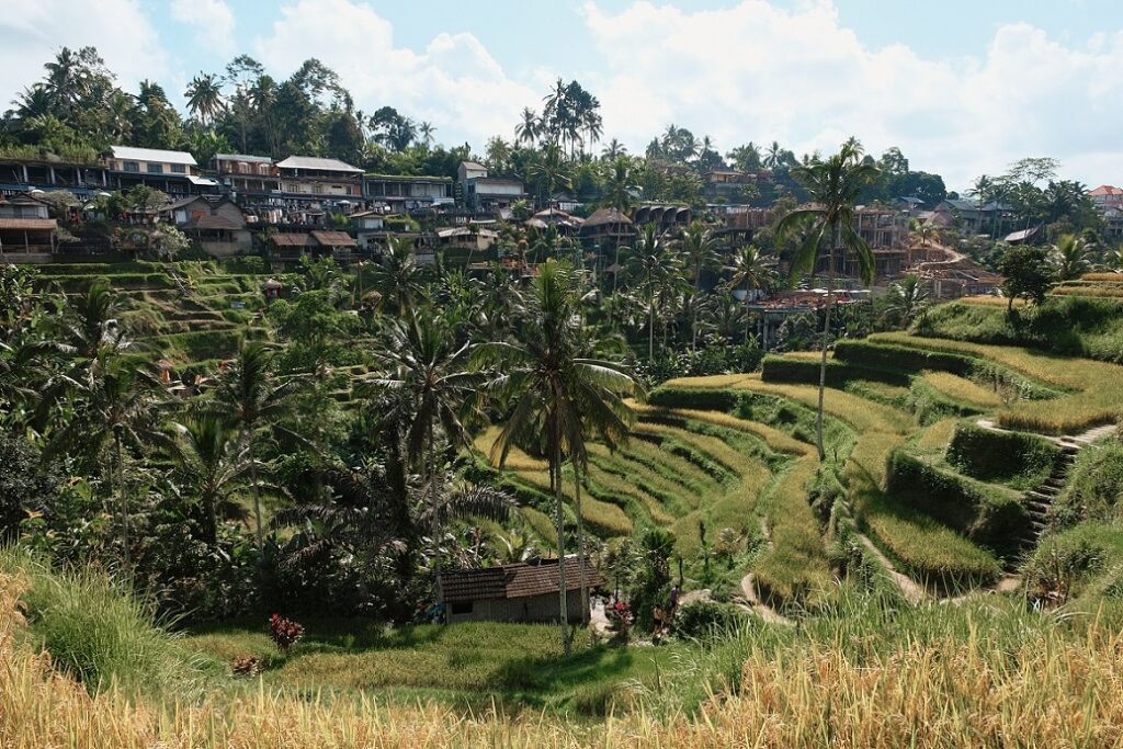 bali_csoportos_kalandtura_tegalalang_3