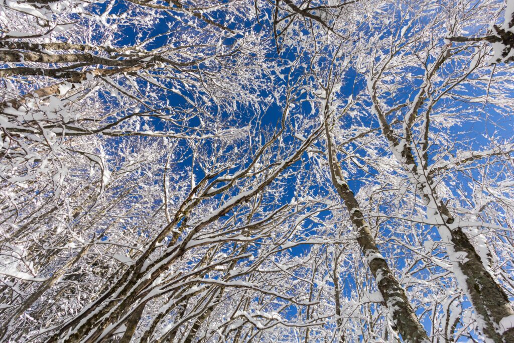 A,Winter,Landscape,In,Mountains