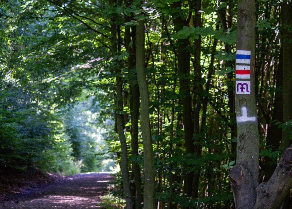 Green,Tunnel,Of,Trees.,Beautiful,Trail,In,The,Forest.,Hungarian