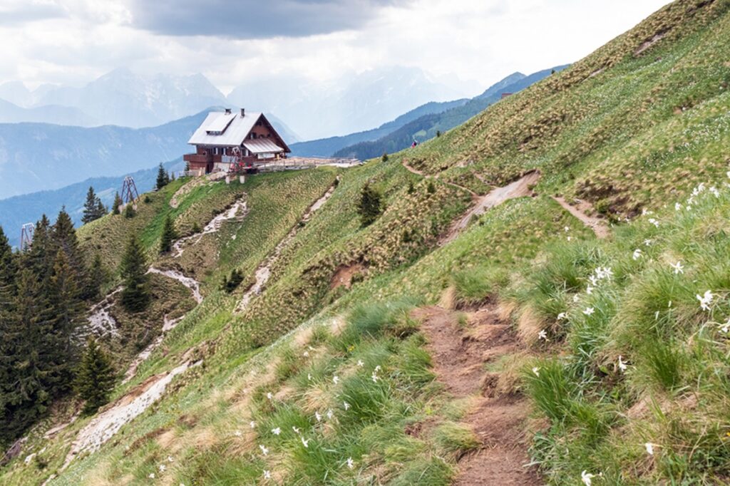 White,Daffodil,Flowers,On,Golica,Mountain,In,Karavanke,Range,,Slovenia