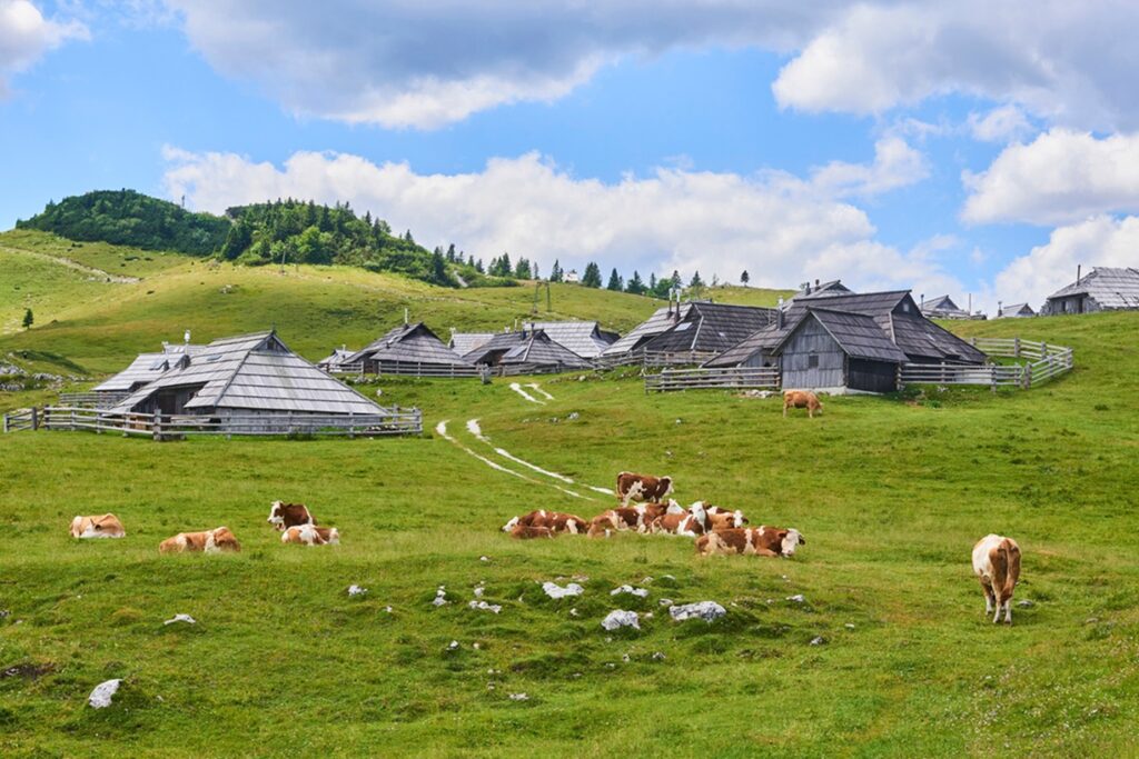 The,Cows,And,Herdsmen