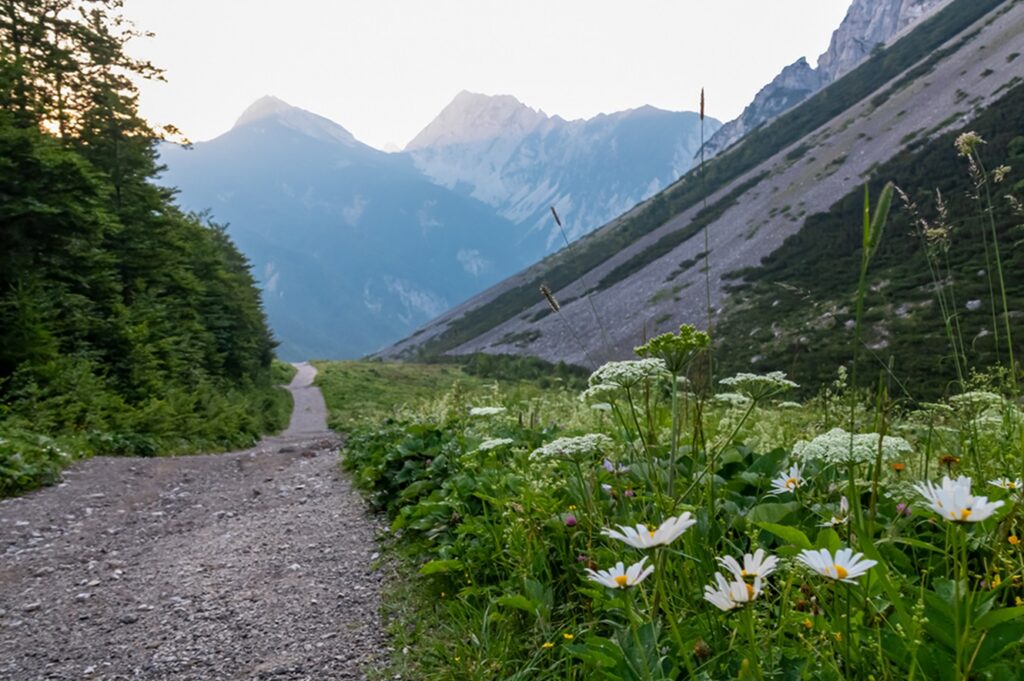 Hiking,Trail,Along,Alpine,Meadow,Of,Daisy,Flowers,At,Sunrise