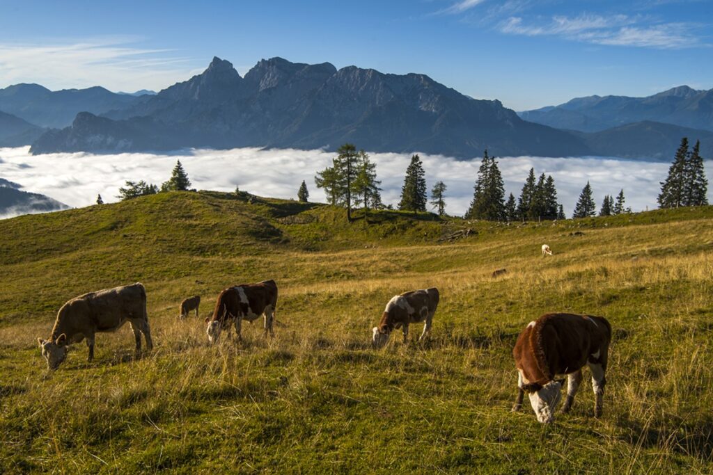 Morning,Pasture,In,Alps