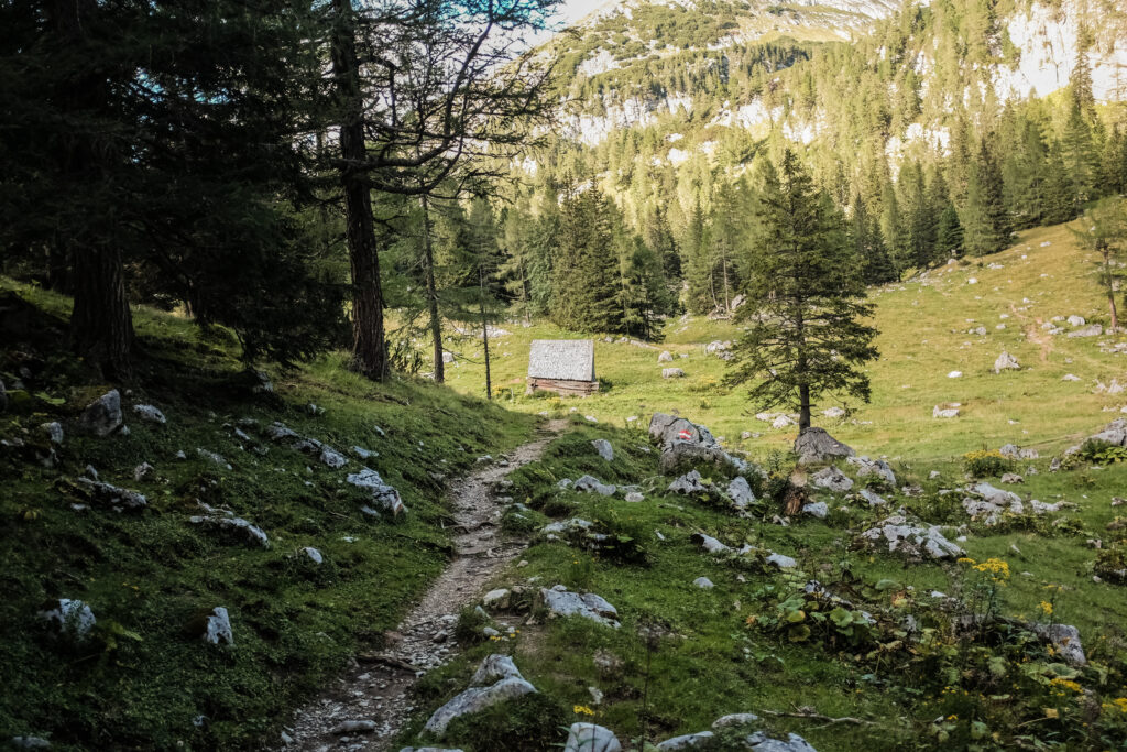 Forest,Hiking,In,Admont,Austria