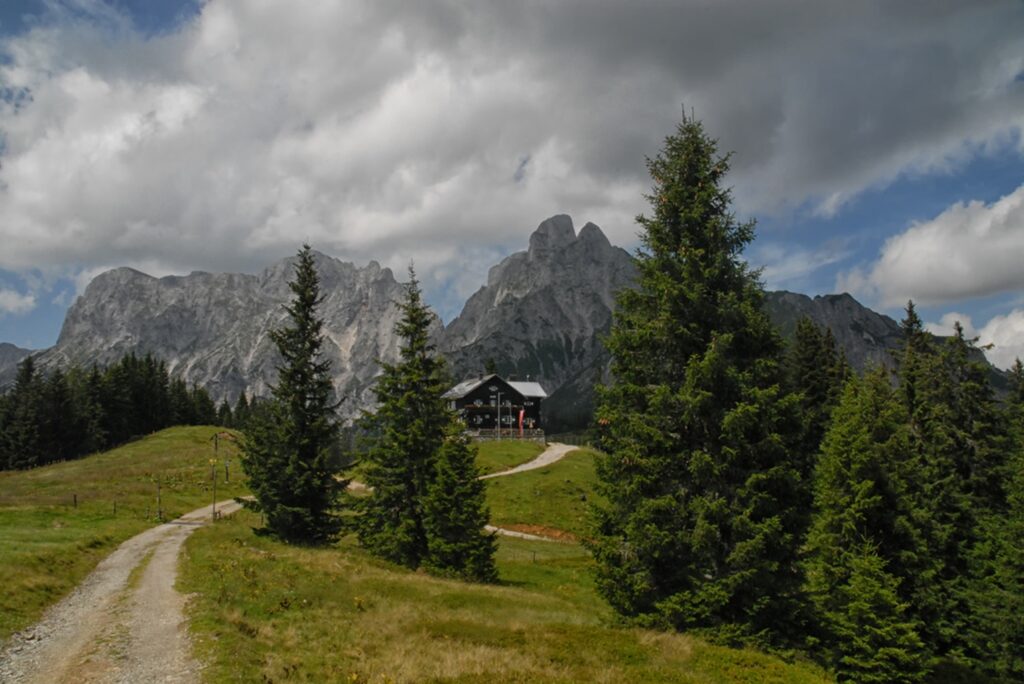 Fir,Trees,Along,A,Path,To,Admonter,Reichenstein,In,The